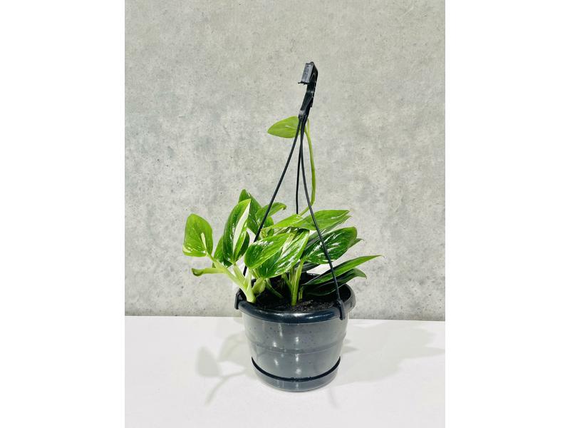 product image for Monstera Standyliana