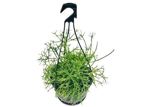 gallery image of Rhipsalis Coral Cactus