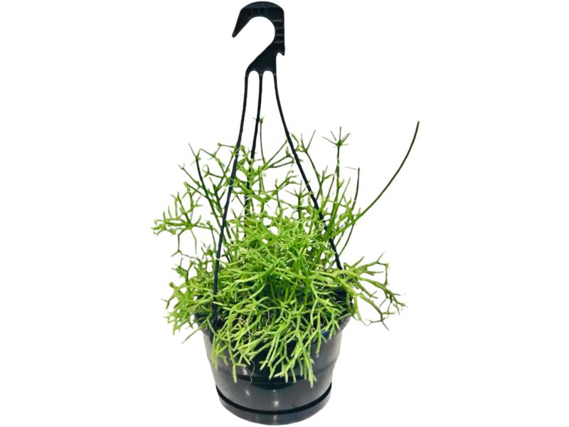 product image for Rhipsalis Coral Cactus