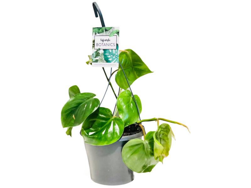 product image for Philodendron Scandens- ( Heartleaf Philodendron ) 17cm hanging pot