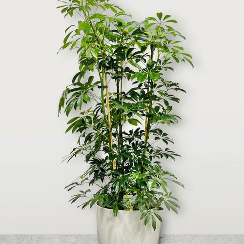 image of Schefflera Arboricolor 25cm 