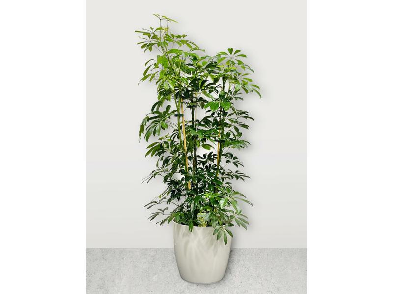 product image for Schefflera Arboricolor 25cm 
