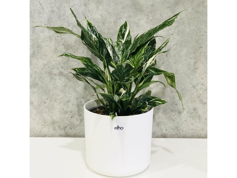 product image for Spathiphyllum Domino