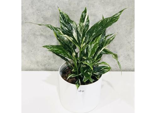 gallery image of Spathiphyllum Domino