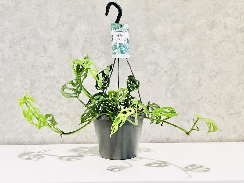 product image for Monstera Swiss cheese vine