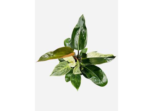 gallery image of Philodendron Birkin/Rojo Congo mix 
