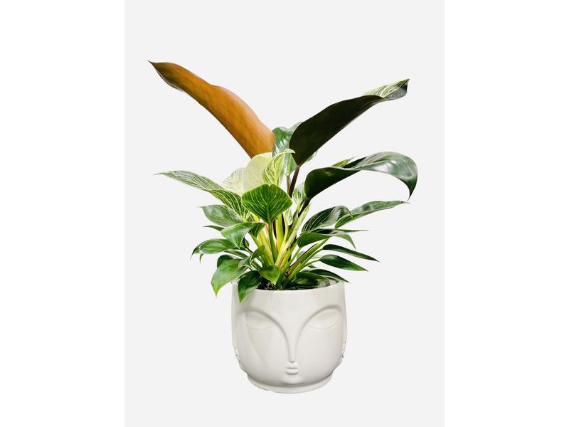 product image for Philodendron Birkin/Rojo Congo mix 