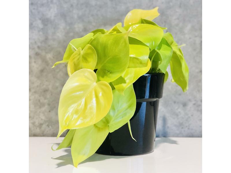 product image for Neon Philodendron
