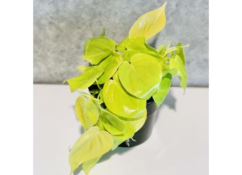 gallery image of Neon Philodendron