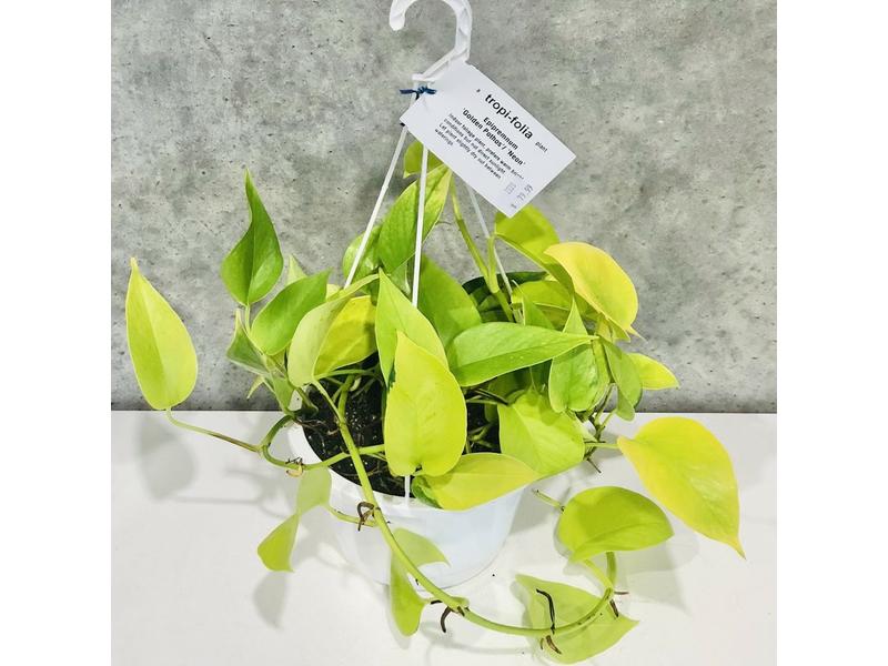 product image for Neon Pothos